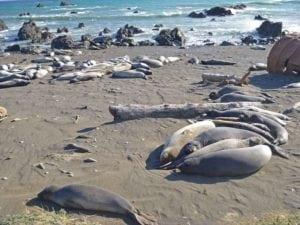P1010384-300x225 ▷ Costa Perdida: Senderismo La costa más escarpada de California