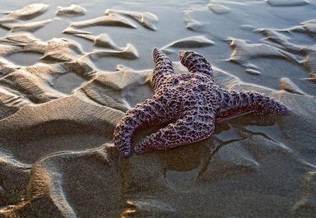 MG_1193-800x550 ▷ 25 fotos que te inspirarán a visitar la costa de California