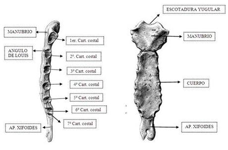 Partes del esternón