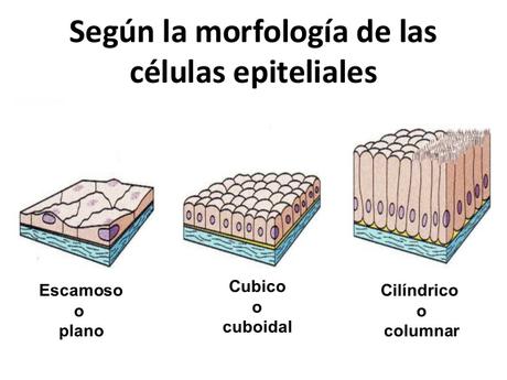 Tipos de células