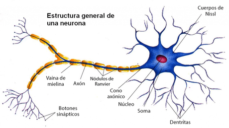 Tipos de células