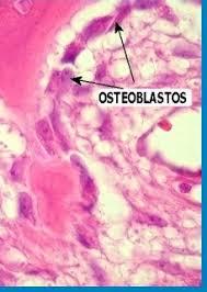 Tipos de células