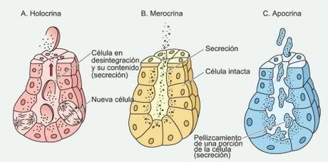 Tipos de células