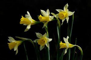 Plantas Amarilidáceas, Amaryllidaceae