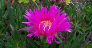 Plantas Aizoáceas O Aizoaceae