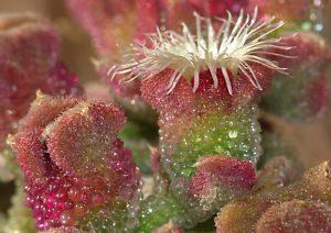 Plantas Aizoáceas O Aizoaceae