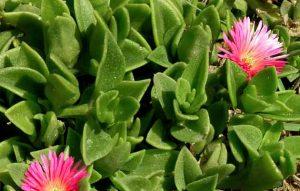 Plantas Aizoáceas O Aizoaceae