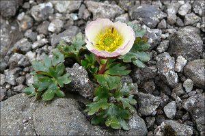 Plantas Ranunculáceas