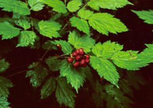 Plantas Ranunculáceas