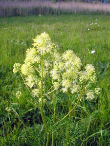 Plantas Ranunculáceas
