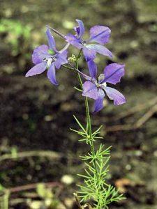 Plantas Ranunculáceas