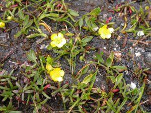 Plantas Ranunculáceas
