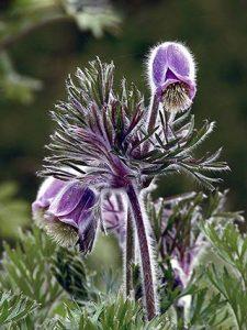 Plantas Ranunculáceas