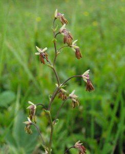 Plantas Ranunculáceas