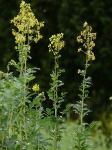 Plantas Ranunculáceas