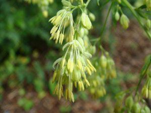 Plantas Ranunculáceas