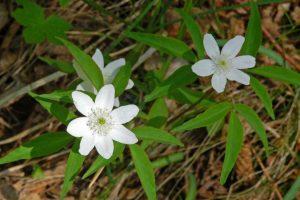 Plantas Ranunculáceas