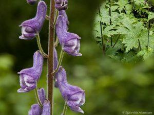 Plantas Ranunculáceas