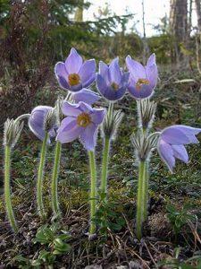 Plantas Ranunculáceas
