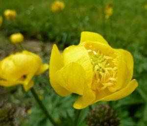 Plantas Ranunculáceas