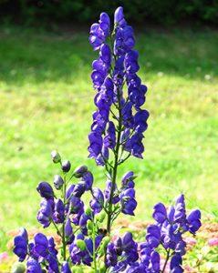 Plantas Ranunculáceas