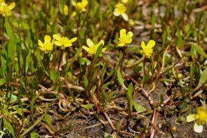 Plantas Ranunculáceas
