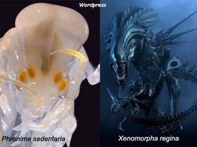 Colonias Alienígenas Marinas: Phronima Sedentaria