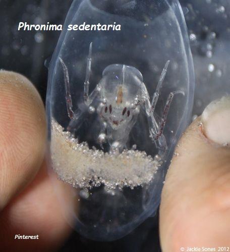 Colonias Alienígenas Marinas: Phronima Sedentaria