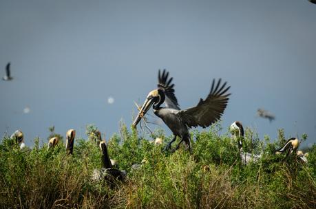GRAND-ISLE-LOUISIANA ▷ 51 descubrimientos asequibles en toda América 2019