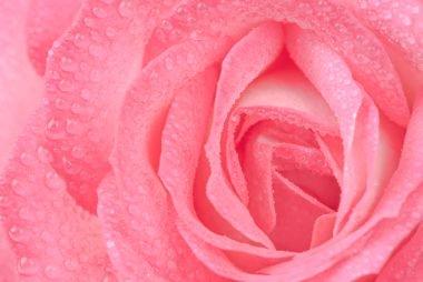 Por qué las compras de belleza con infusión de rosas son la nueva mejor amiga de su piel