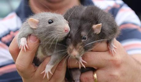 Ratas como mascotas de escritores