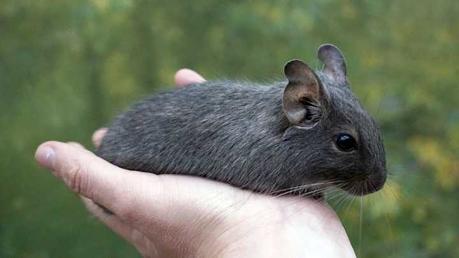 El degu como mascota de escritores