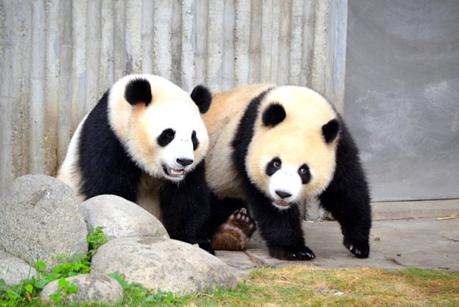 pandas-china ▷ Comente en el itinerario de 2 semanas en China: los mejores lugares para visitar en China por Agostina