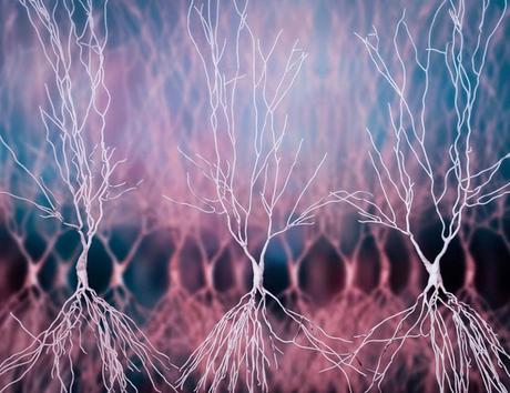 ¿Cuál es la neurona más larga del cuerpo?