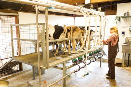 cheese-tour-Mike-Larson-stepladder ▷ 9 fabricantes de alimentos y bebidas de California para visitar en 2019