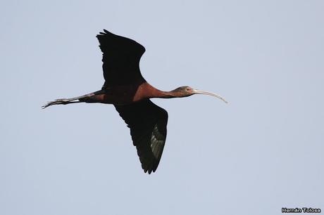 Censo Neotropical de Aves Acuáticas (febrero 2019)