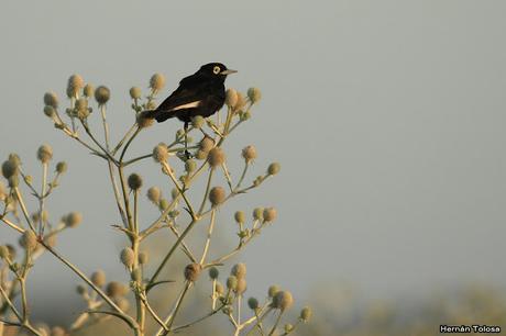 Censo Neotropical de Aves Acuáticas (febrero 2019)