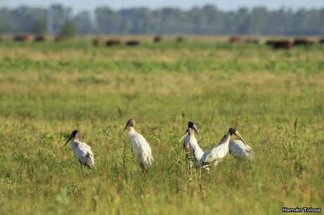 Censo Neotropical de Aves Acuáticas (febrero 2019)