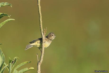 Censo Neotropical de Aves Acuáticas (febrero 2019)