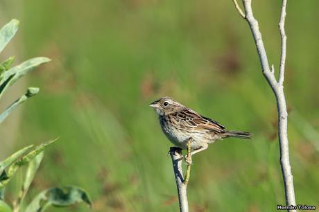 Censo Neotropical de Aves Acuáticas (febrero 2019)