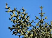 Curro (Colletia paradoxa)