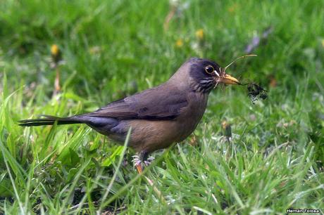De Lihué Calel a San Martín de los Andes (octubre de 2018)