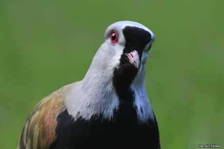 De Lihué Calel a San Martín de los Andes (octubre de 2018)