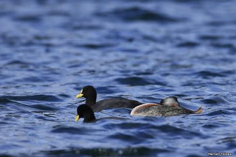De Lihué Calel a San Martín de los Andes (octubre de 2018)