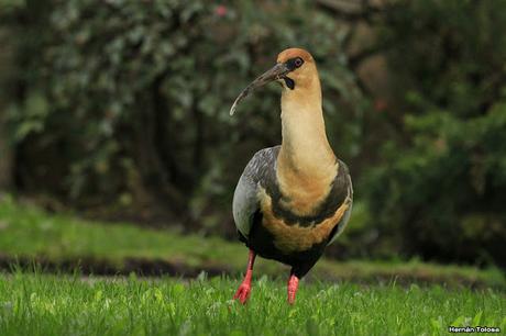 De Lihué Calel a San Martín de los Andes (octubre de 2018)