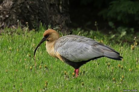 De Lihué Calel a San Martín de los Andes (octubre de 2018)