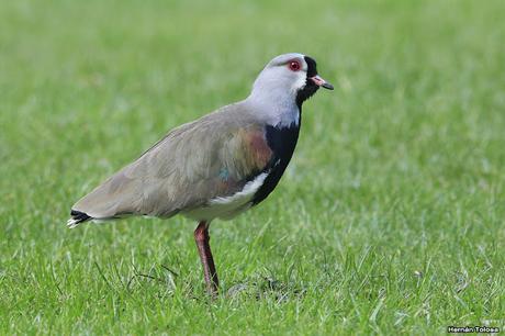 De Lihué Calel a San Martín de los Andes (octubre de 2018)
