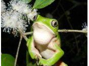 Ranas sapos Uruguay