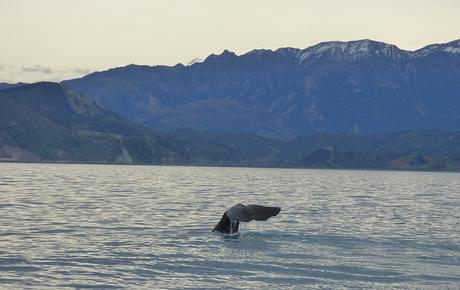 Kaikoura (13)