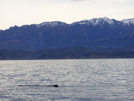 Kaikoura (10)